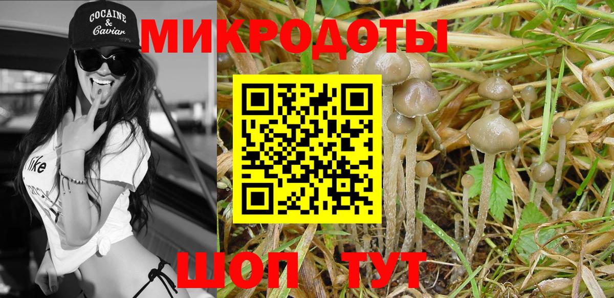 Галлюциногенные грибы Psilocybine cubensis  Вход с VPN  Горно-Алтайск 